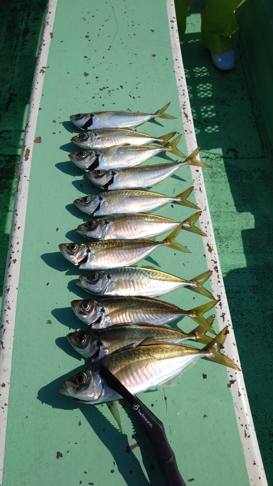 明日の出船予定