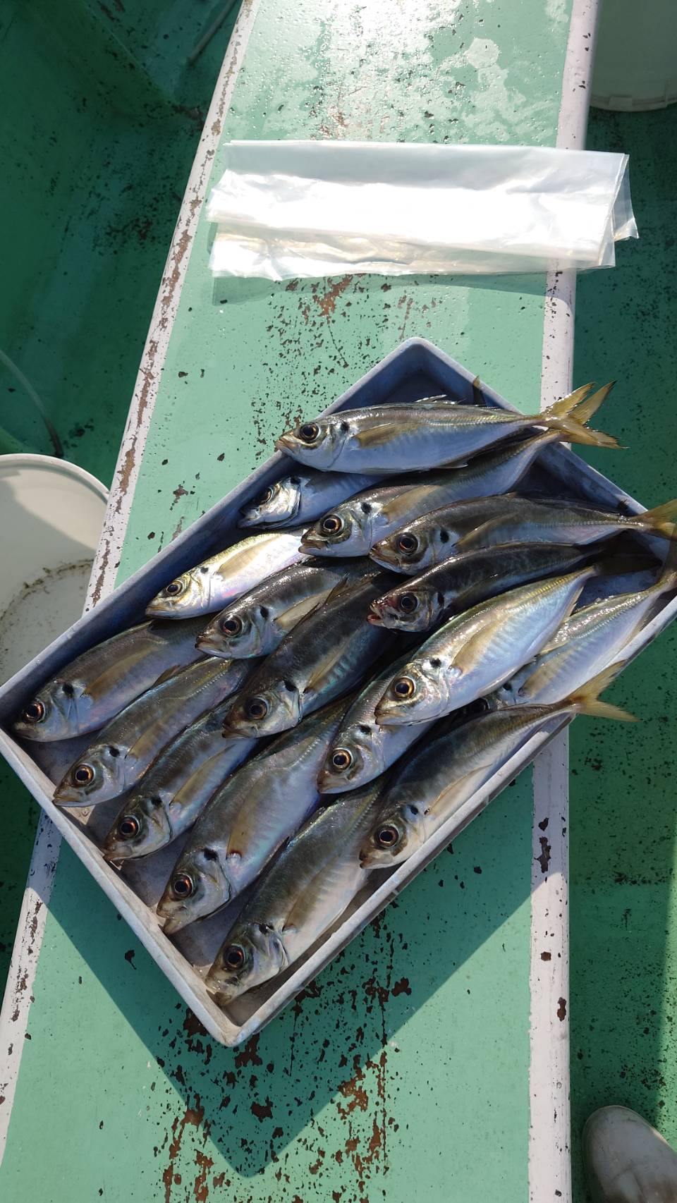 今日は出船を中止しました