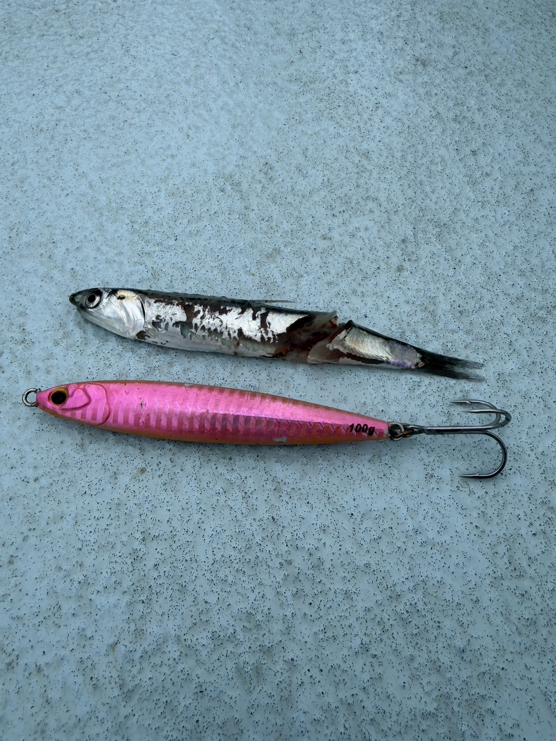 ルアー青物五目船